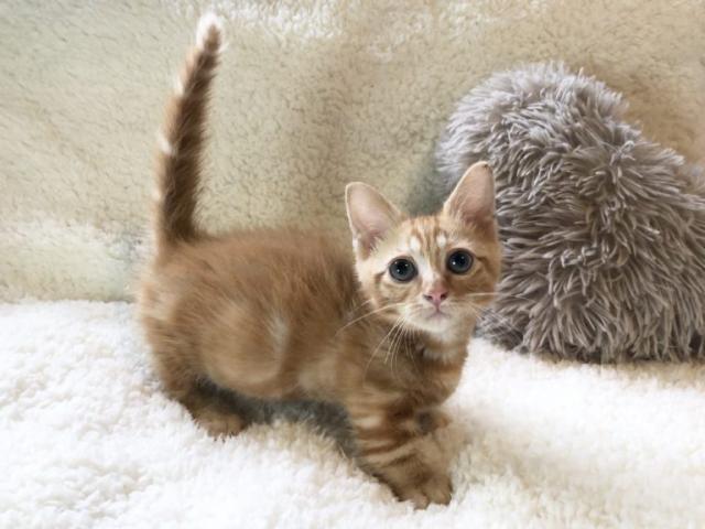 マンチカン ♡短足ちゃん