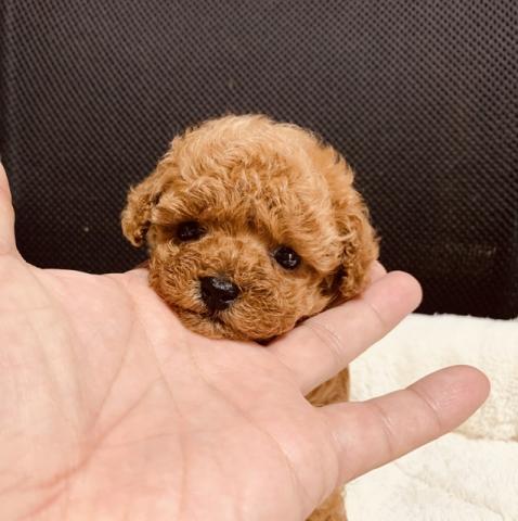 ペットランド ブリーダー直販店 鹿児島県 子犬や子猫たちのペット販売情報が満載 ペットステーション