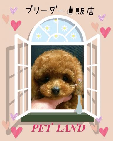 ペットランド ブリーダー直販店 鹿児島県 子犬や子猫たちのペット販売情報が満載 ペットステーション ペットランド ブリーダー直販店 鹿児島県 子犬や子猫たちのペット販売情報が満載 ペットステーション