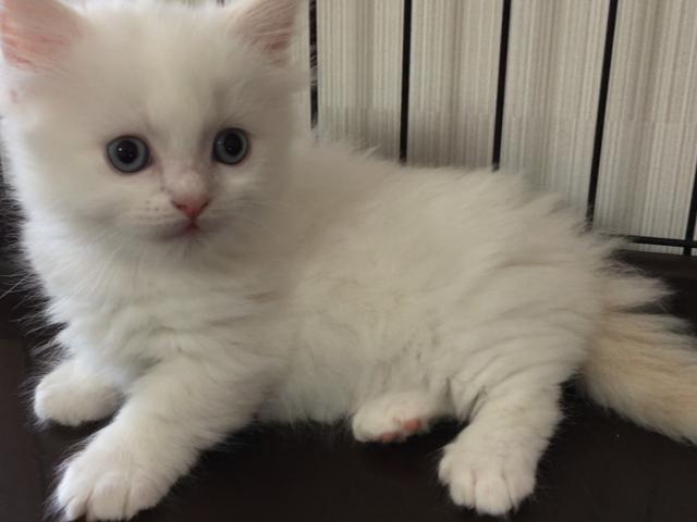 マンチカン★短足★セミロングヘア　5/30動画アップ！！