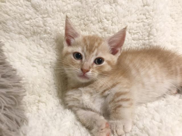 マンチカン♡短足ちゃん