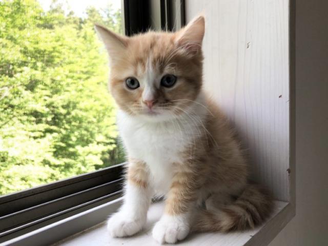 マンチカン♡かわいい足長の女の子