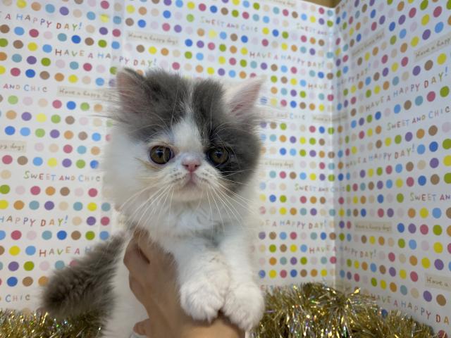 エキゾチックロングヘアー