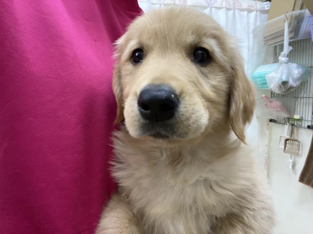 ゴールデンレトリーバー