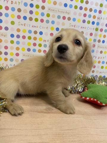 ミニチュアダックスフンド