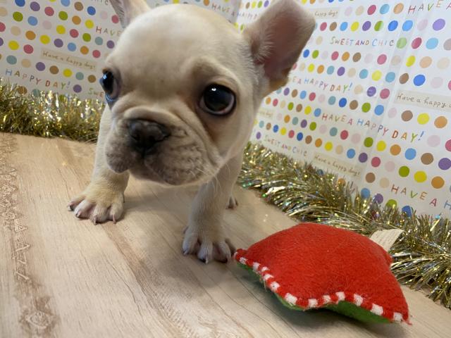 フレンチブルドッグ