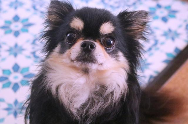 チワワ（ロングコート）