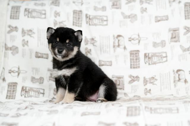 柴犬