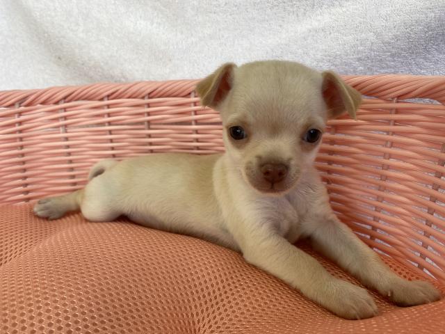 チワワ（スムースコート）