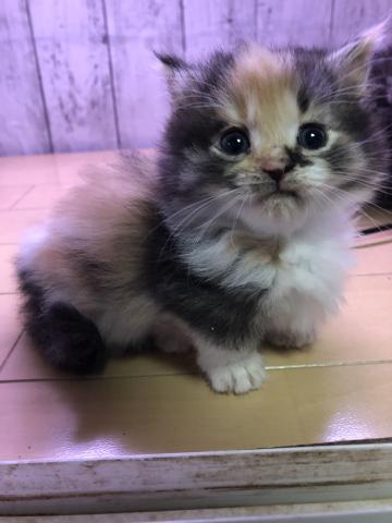 猫カフェ ねこじゃらし 愛知県 子犬や子猫たちのペット販売情報が満載 ペットステーション 猫カフェ ねこじゃらし 愛知県 子犬や子猫たちのペット販売情報が満載 ペットステーション
