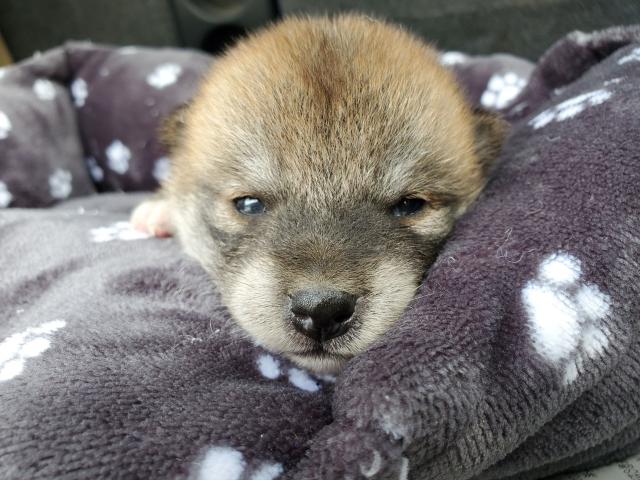柴犬
