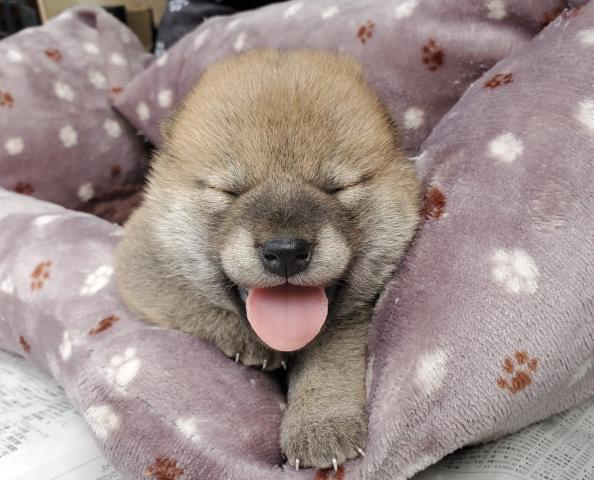 柴犬