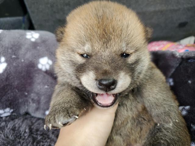 柴犬