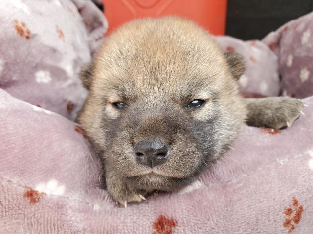 柴犬