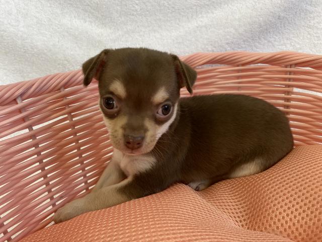 チワワ（スムースコート）