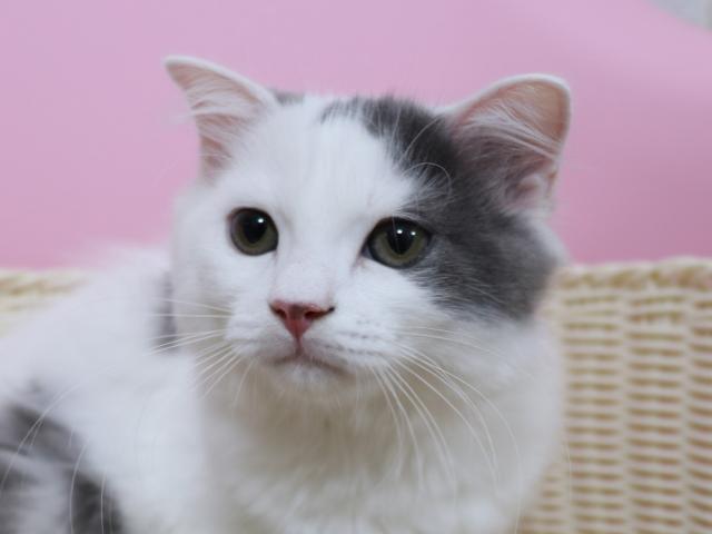 スコティッシュフォールド