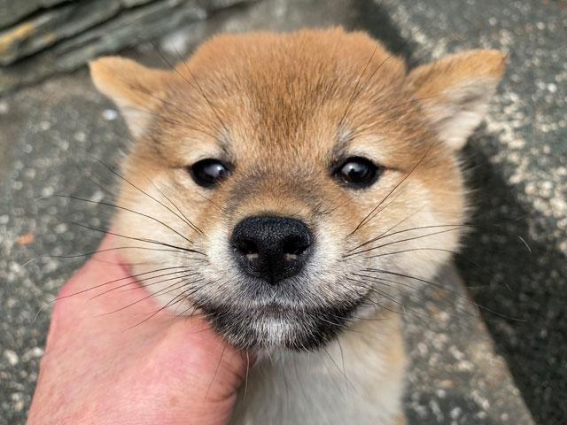 柴犬