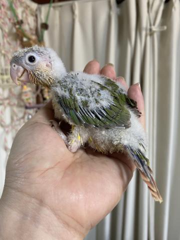 ウロコインコ のパイナップル