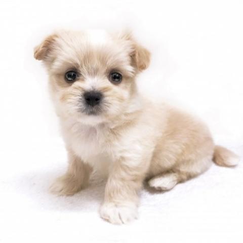 MIX ★ポメチーズ！★