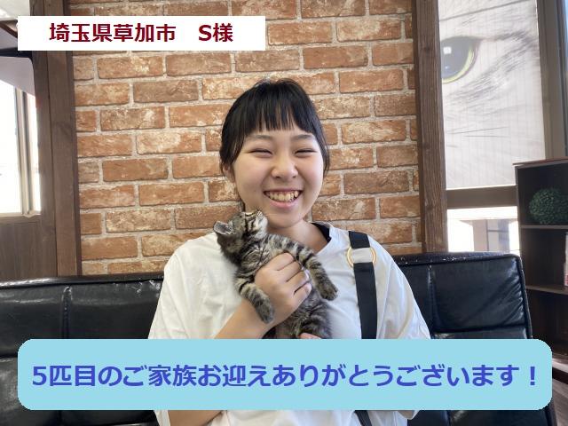 トイガー　💕珍しい！トラ柄の猫ちゃん💕