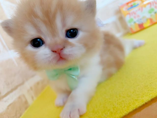 エキゾチックロングヘアー