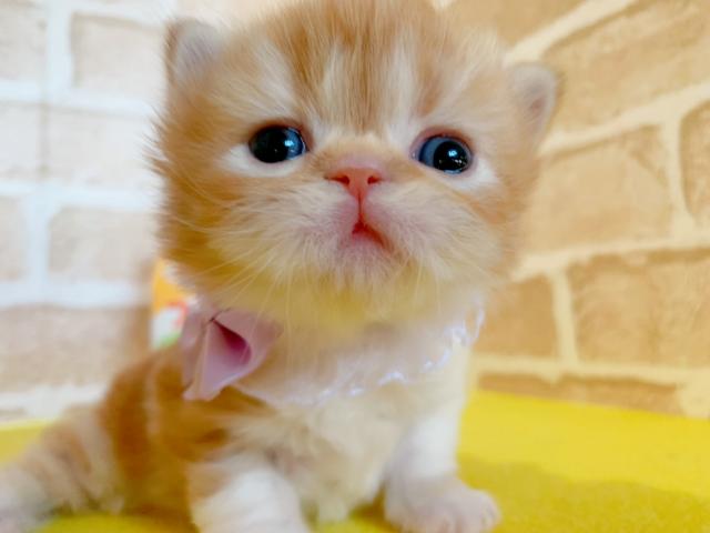 エキゾチックロングヘアー