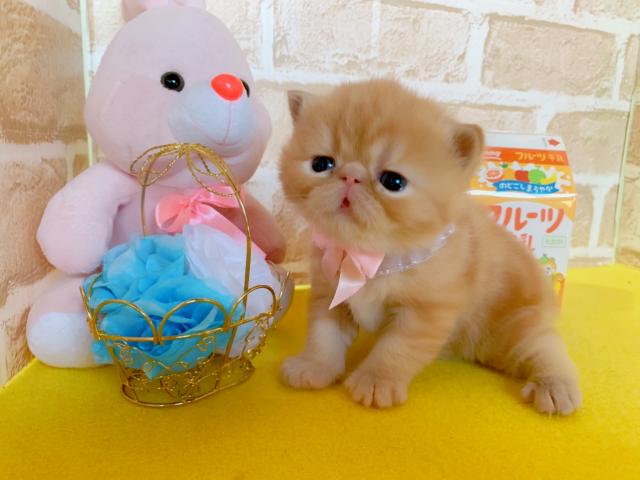 エキゾチックショートヘアー