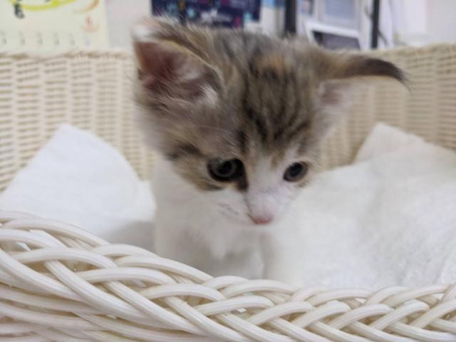 ノルウェージャンフォレストキャット