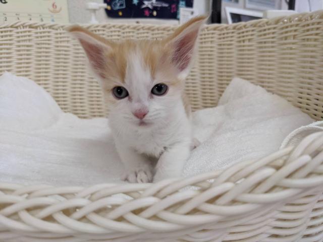 ノルウェージャンフォレストキャット