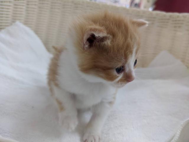 スコティッシュフォールドスコティッシュストレート