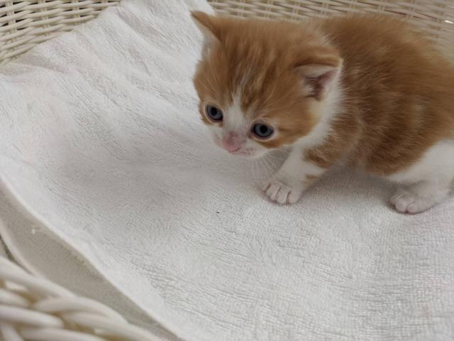 スコティッシュフォールドスコティッシュストレート