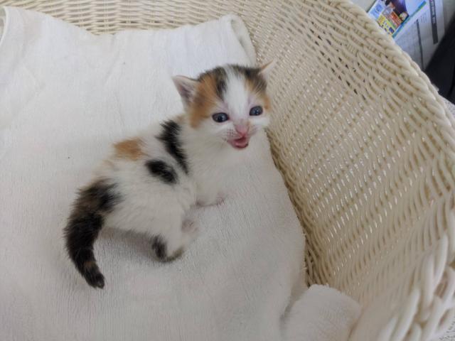 スコティッシュフォールドスコティッシュストレート