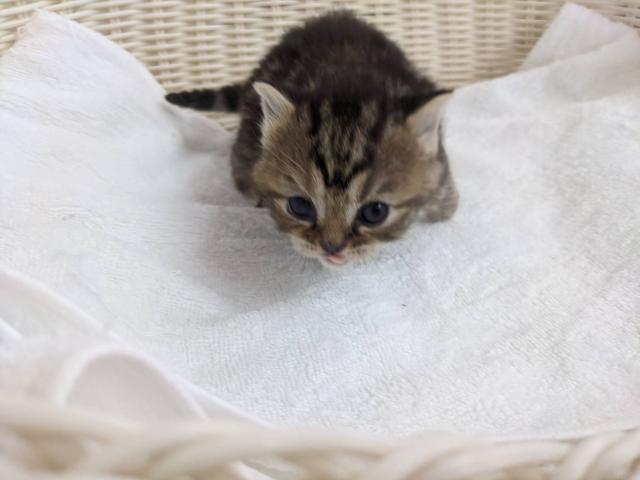 スコティッシュフォールドスコティッシュストレート