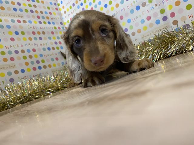ミニチュアダックスフンド