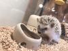 ハリネズミ