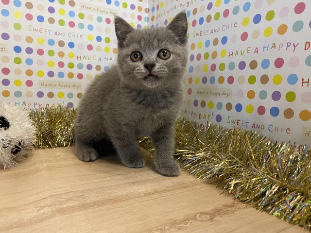 ブリティッシュショートヘア