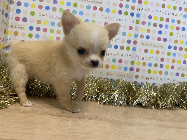 チワワ(ロングコート)