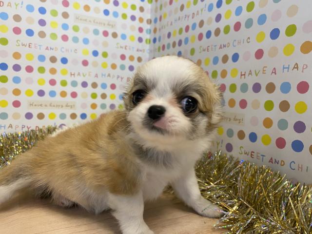 チワワ（ロングコート）