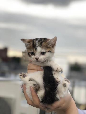 スコティッシュフォールド