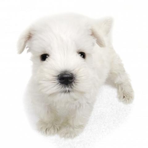 ミニチュアシュナウザー