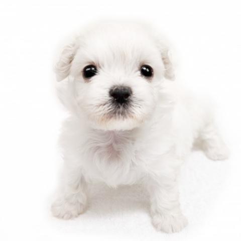 MIX ペキニーズ×ビションフリーゼ