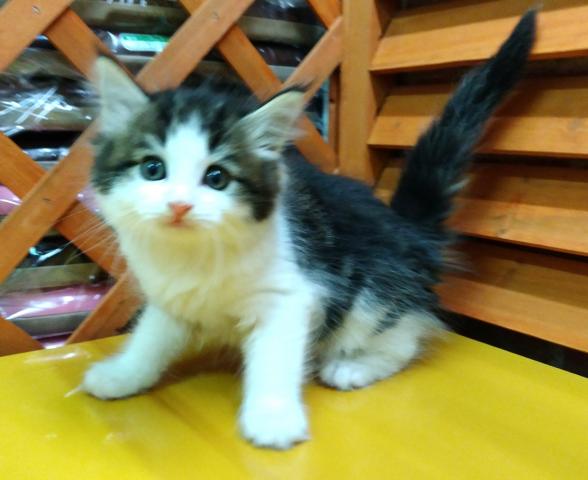 ノルウェージャンフォレストキャット