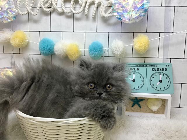 エキゾチックロングヘアー