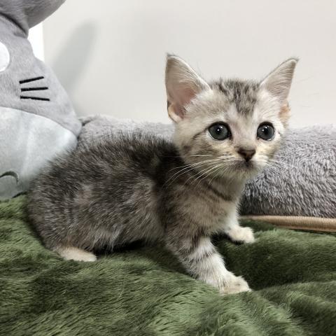 マンチカン(短足)