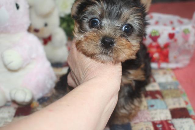 ヨークシャーテリア