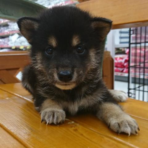 柴犬