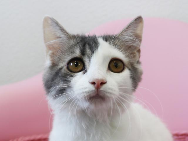 スコティッシュフォールド