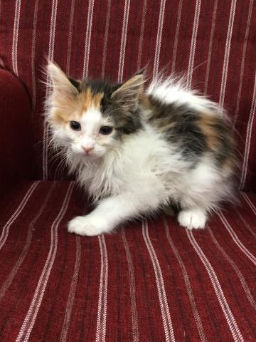 ノルウェージャンフォレストキャット