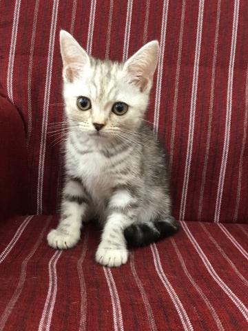 スコティッシュフォールド