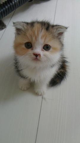 スコティッシュフォールド